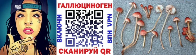 Купить  Губкин  Псилоцибиновые грибы мухоморы 